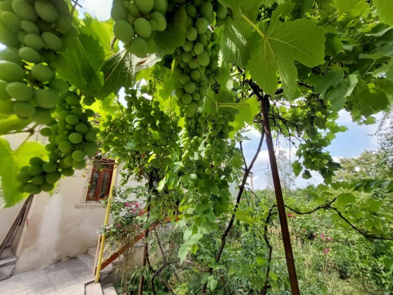 Guesthouse "Door" In Siğnaği Dış mekan fotoğraf
